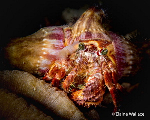 Symmetry in nature.  A decorator crab during a night dive... by Elaine Wallace 